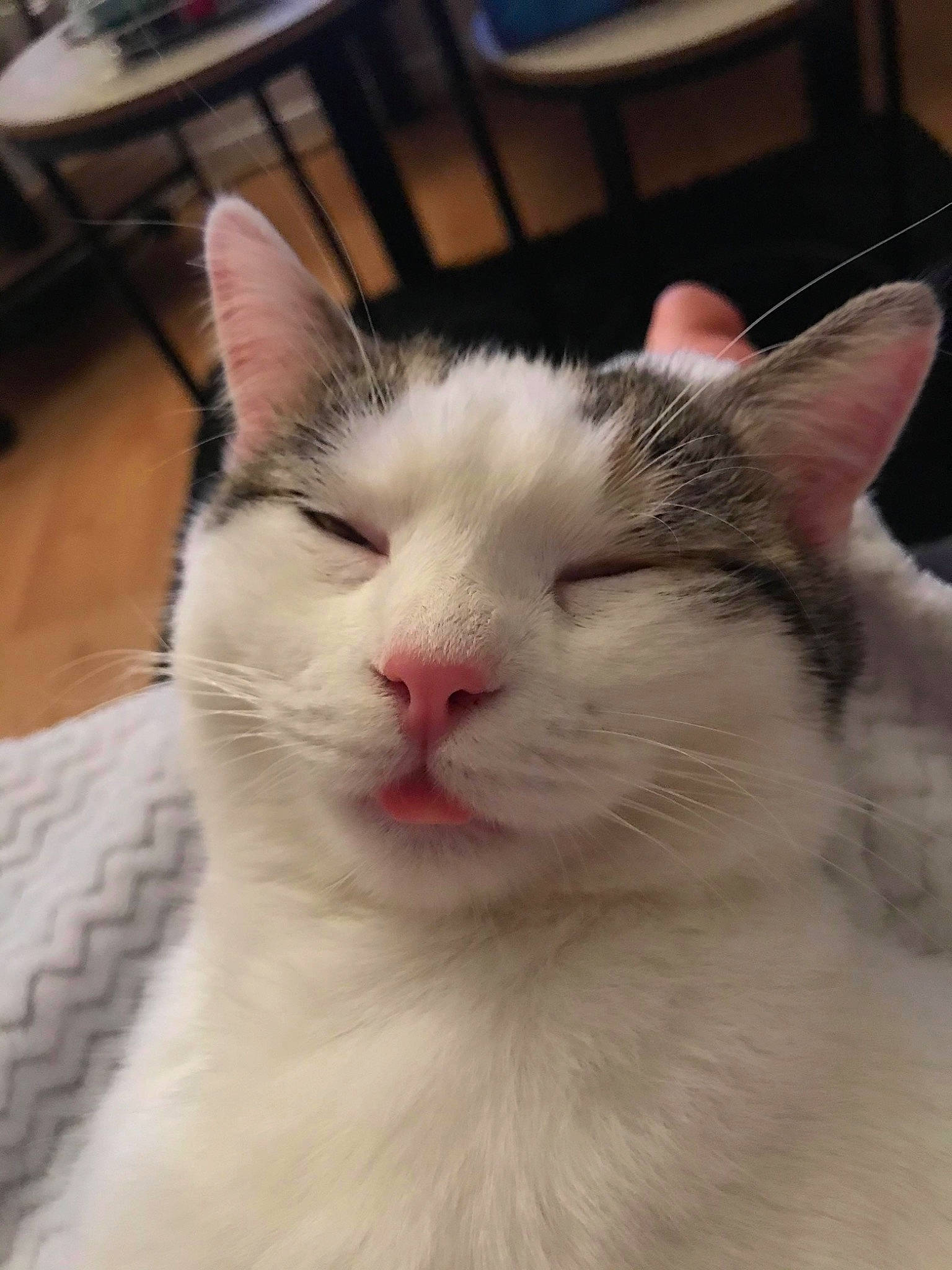 Coquillette a rejoint le concours — aidez-le/la à gagner de superbes lots ! aegean_cat, american_wirehair, asian, carnivore, cat, domestic_short_haired_cat, ear, european_shorthair, eye, felidae, fur, japanese_bobtail, kitten, mammal, nose, small_to_medium_sized_cats, snout, turkish_van, vertebrate, whiskers