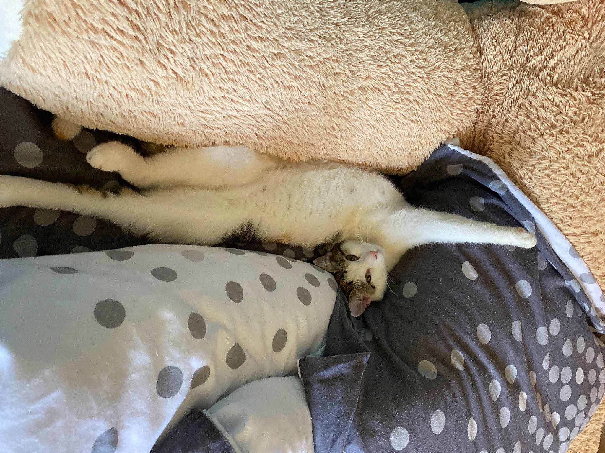 Coquillette a rejoint le concours — aidez-le/la à gagner de superbes lots ! canidae, carnivore, dog, fawn, fur, nap, non_sporting_group, paw, pillow, puppy