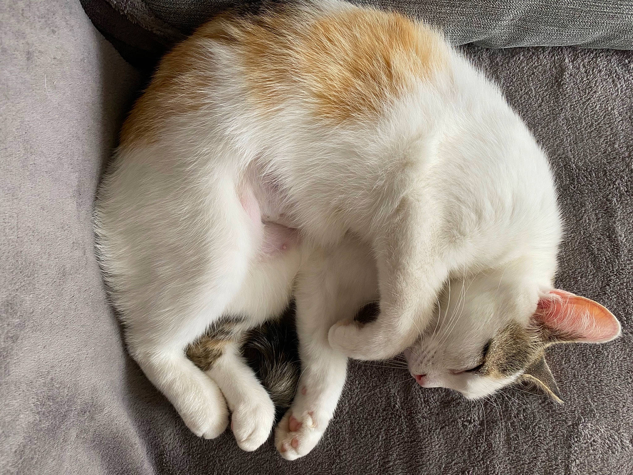 Coquillette participe au concours pour gagner de l'argent avec cette photo : aegean_cat, asian, burmilla, carnivore, cat, claw, european_shorthair, fawn, felidae, fur, nap, paw, polydactyl_cat, singapura, sleep, small_to_medium_sized_cats, snout, tail, whiskers