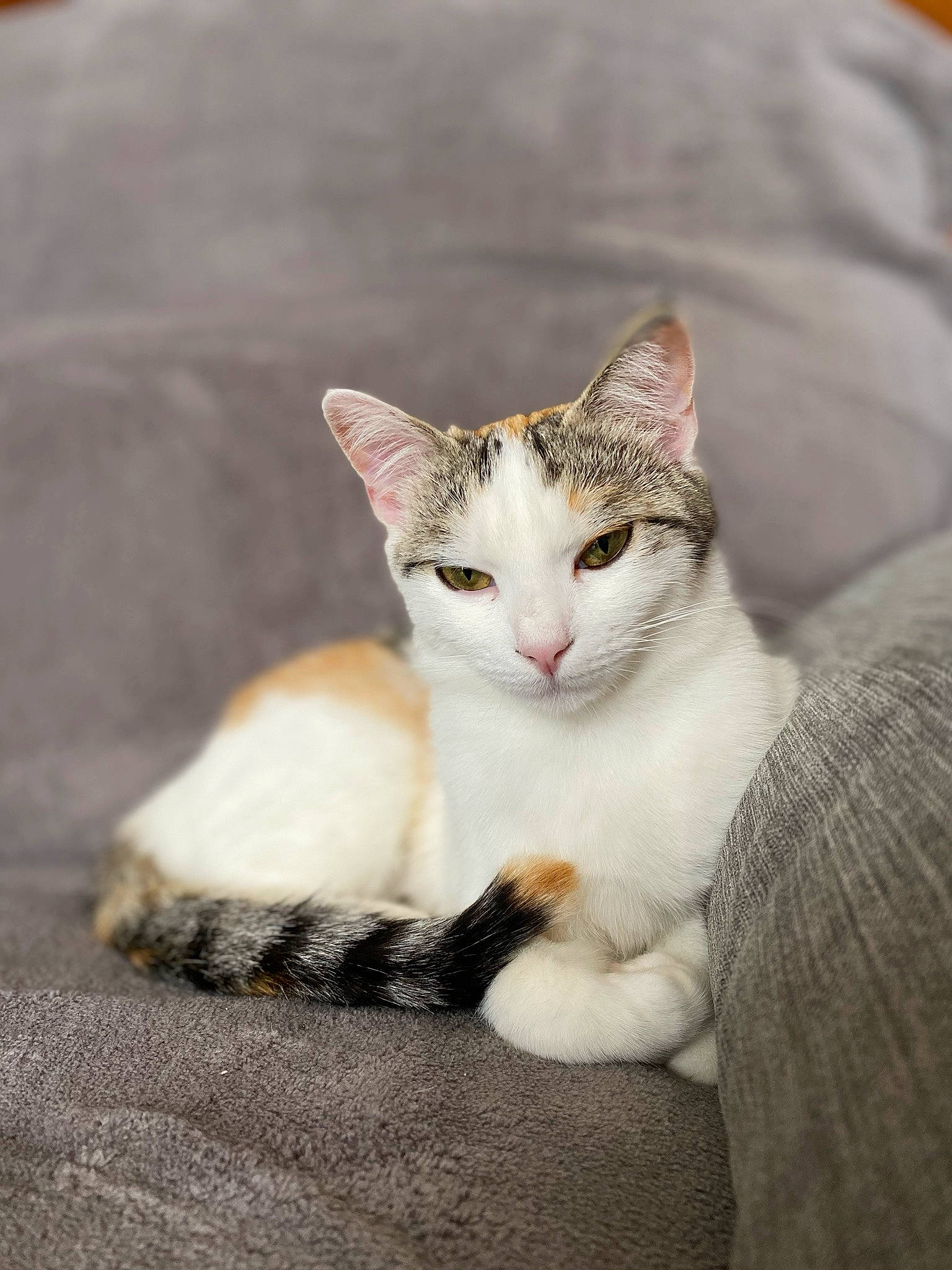 Coquillette a rejoint le concours — aidez-le/la à gagner de superbes lots ! aegean_cat, american_wirehair, arabian_mau, asian, burmilla, carnivore, cat, domestic_short_haired_cat, european_shorthair, eye, fawn, felidae, fur, kitten, mammal, polydactyl_cat, small_to_medium_sized_cats, tabby_cat, turkish_van, whiskers