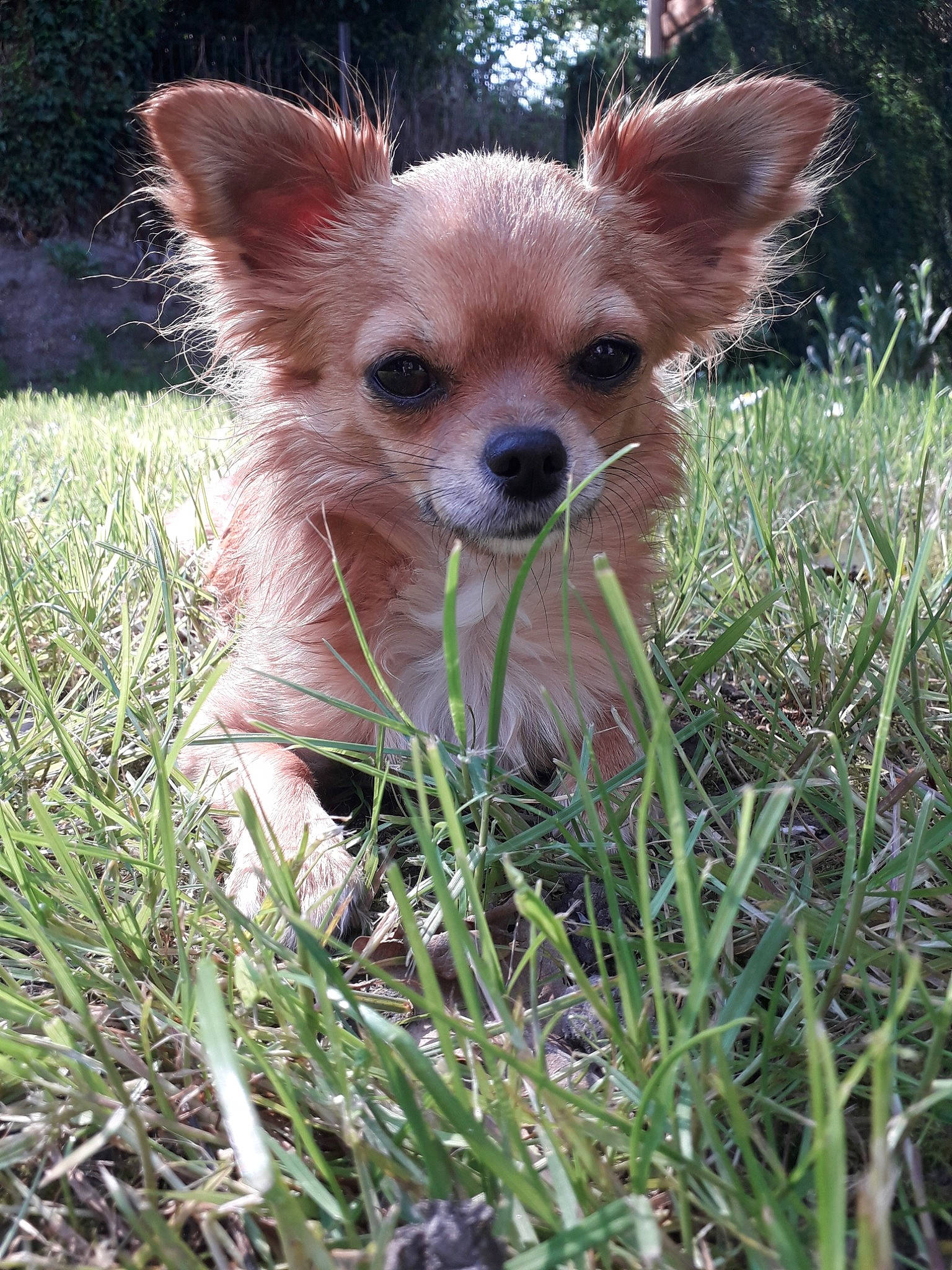 Nya a rejoint le concours — aidez-le/la à gagner de superbes lots ! canidae, carnivore, chihuahua, companion_dog, corgi_chihuahua, dog, dog_breed, ear, fawn, grass, mammal, puppy, russkiy_toy, snout, toy_dog, vertebrate, whiskers