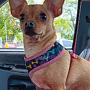 Molly joined the competition — help win amazing prizes! dog, small_dog, tan_dog, chihuahua, pet, harness, car_interior, window, trees, outdoor_view, seat, red_blanket, ears, animal, canine, sitting, looking_away, close_up, domestic_animal, daylight