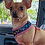 dog, small_dog, tan_dog, chihuahua, pet, harness, car_interior, window, trees, outdoor_view, seat, red_blanket, ears, animal, canine, sitting, looking_away, close_up, domestic_animal, daylight