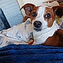 Cooper is registered to the contest to win money with this photo: animal, bed, blanket, brown_and_white, closeup, comfortable, cozy, curious, cute, dog, ears, fur, home, indoors, looking, pet, portrait, resting, small_dog, soft