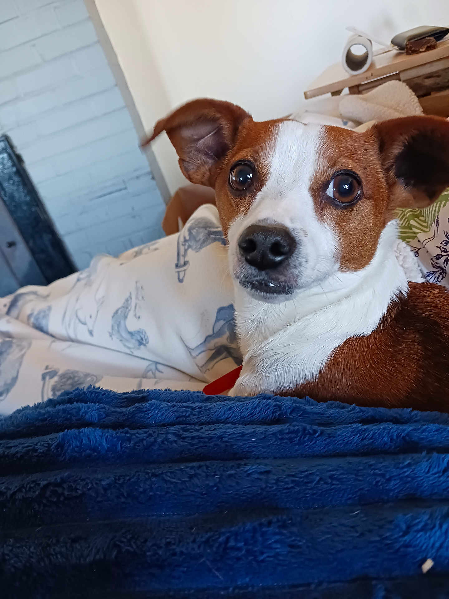 Cooper