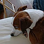 Cooper is registered to the contest to win money with this photo: animal, brown, calm, canine, closeup, curled_up, dog, domestic_animal, ears, floor, fur, furniture, indoor, nose, pet, quiet, resting, side_view, white, wooden_floor