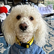Noah is registered to the contest to win money with this photo: animal, black_nose, blue_clothing, brown_eyes, close_up, curly_fur, cute, dog, fluffy, furniture, harness, home, indoors, pet, portrait, rug, sitting, sweater, white_dog, yellow_collar