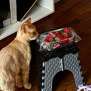 Tchaïkov participe au concours pour gagner de l'argent avec cette photo : cat, strawberries, plastic_packaging, folding_stool, wooden_floor, curious, indoor, pet, furniture, toy, flooring, domestic, orange_cat, shelf, black, grey, plastic, container, animal, home