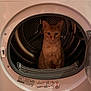 Tchaïkov a rejoint le concours — aidez-le/la à gagner de superbes lots ! cat, orange_cat, dryer, appliance, household, indoor, pet, curious, animal, feline, door, metal, white, closeup, domestic, warm_lighting, appliance_panel, fur, sitting, looking