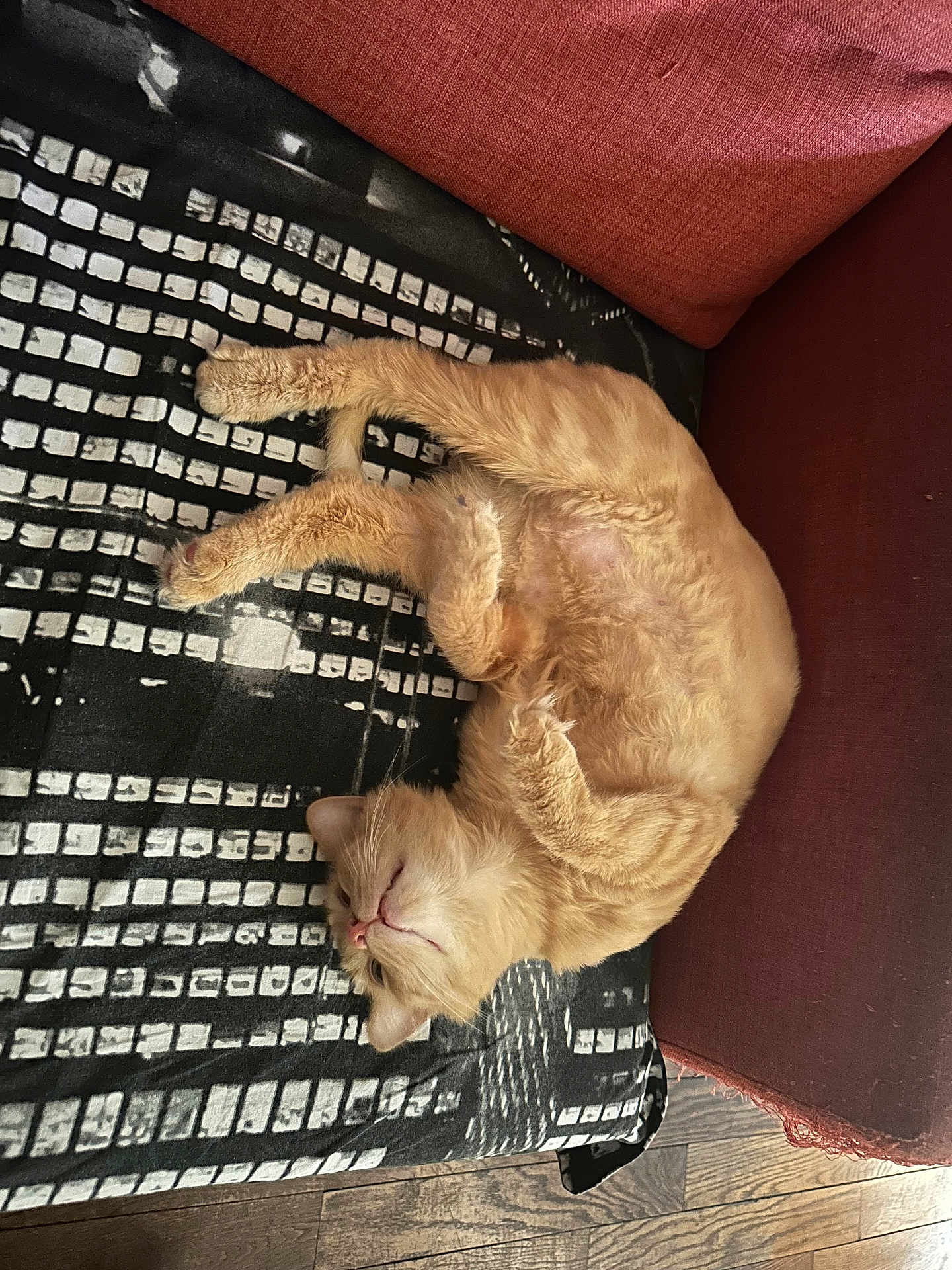 Tchaïkov a rejoint le concours — aidez-le/la à gagner de superbes lots ! cat, orange_cat, feline, pet, sleeping, resting, upside_down, fluffy, fur, cushion, blanket, patterned_blanket, indoor, wood_floor, relaxed, cute, animal, domestic_cat, cozy, napping