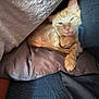 Tchaïkov a rejoint le concours — aidez-le/la à gagner de superbes lots ! cat, orange_cat, feline, pet, animal, pillow, blanket, fabric, cozy, indoor, furry, cute, resting, tongue_out, closeup, blurred, soft, warm, comfort, snuggle