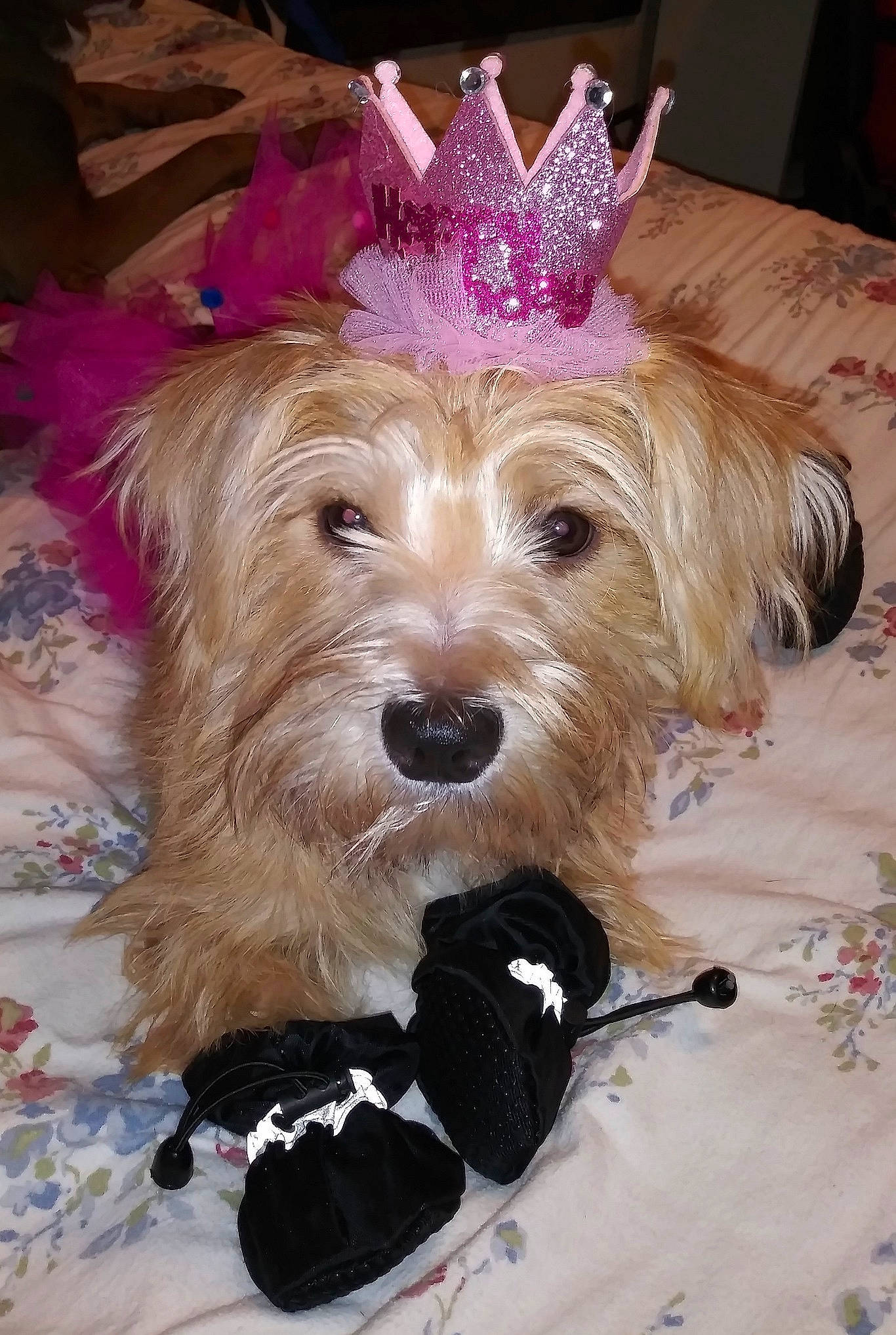 Twinkie joined the competition — help win amazing prizes! australian_silky_terrier, australian_terrier, biewer_terrier, cairn_terrier, canidae, carnivore, companion_dog, dog, dog_breed, glen_of_imaal_terrier, mammal, morkie, rare_breed_dog, schnoodle, small_terrier, sporting_lucas_terrier, terrier, toy_dog, vertebrate, yorkshire_terrier