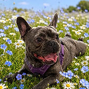 Leo a rejoint le concours — aidez-le/la à gagner de superbes lots ! dog, french_bulldog, flower_field, blue_flowers, white_flowers, grass, purple_harness, tongue_out, happy, outdoor, sunny, sky, clouds, pet, animal, nature, summer, lying_down, close_up, playful