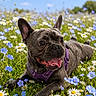 animal, blue_flowers, close_up, clouds, dog, flower_field, french_bulldog, grass, happy, lying_down, nature, outdoor, pet, playful, purple_harness, sky, summer, sunny, tongue_out, white_flowers