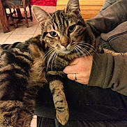 Confettis participe au concours pour gagner de l'argent avec cette photo : cat, tabby_cat, pet, animal, indoor, person, hand, lap, furniture, curtain, wood, cozy, relaxed, striped, whiskers, floor, tile, clothing, seated, warm_lighting