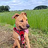 Lotus a rejoint le concours — aidez-le/la à gagner de superbes lots ! animal, canine, clouds, dog, field, flowers, grass, greenery, happy, harness, leash, nature, outdoor, pet, playful, puppy, sitting, sky, summer, tongue_out