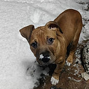 Lotus participe au concours pour gagner de l'argent avec cette photo : puppy, dog, snow, outdoor, animal, brown_fur, cute, pet, winter, young_dog, curious, canine, small_dog, white_paws, snow_on_nose, looking_up, ground, nature, adorable, playful