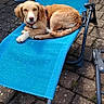 Biscotte a rejoint le concours — aidez-le/la à gagner de superbes lots ! dog, outdoor, blue_chair, paved_patio, relaxed, pet, canine, sunny, animal, leisure, red_harness, looking_at_camera, brown_dog, resting, daylight, garden, plant_pot, metal_frame_chair, casual, domestic_animal