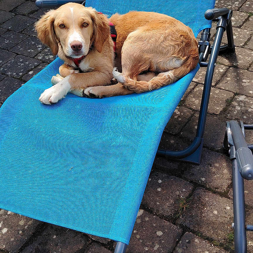 Biscotte a rejoint le concours — aidez-le/la à gagner de superbes lots ! dog, outdoor, blue_chair, paved_patio, relaxed, pet, canine, sunny, animal, leisure, red_harness, looking_at_camera, brown_dog, resting, daylight, garden, plant_pot, metal_frame_chair, casual, domestic_animal