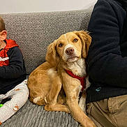 Biscotte a rejoint le concours — aidez-le/la à gagner de superbes lots ! dog, golden_brown, red_harness, couch, gray_blanket, child, adult, indoor, pet, sitting, cozy, furniture, casual_clothing, relaxed, companion, portrait, home, domestic_animal, furry, friendly