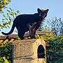 black_cat, cat, animal, outdoor, nature, stone_structure, greenery, plants, leaves, sunlight, shadow, clear_sky, daytime, pet, feline, wildlife, curious, perched, garden, quiet