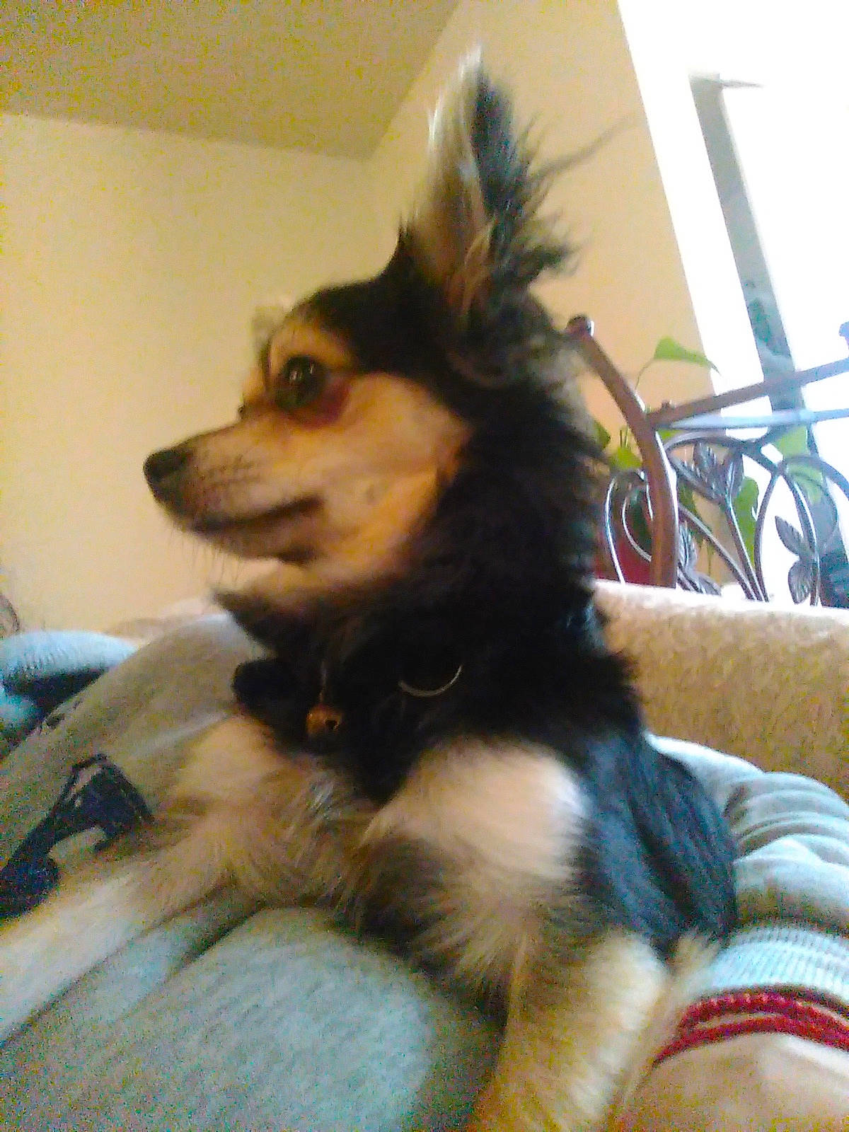 Tyson is registered to the contest to win money with this photo: canidae, carnivore, companion_dog, dog, dog_breed, mammal, pomeranian, puppy, rare_breed_dog, vertebrate