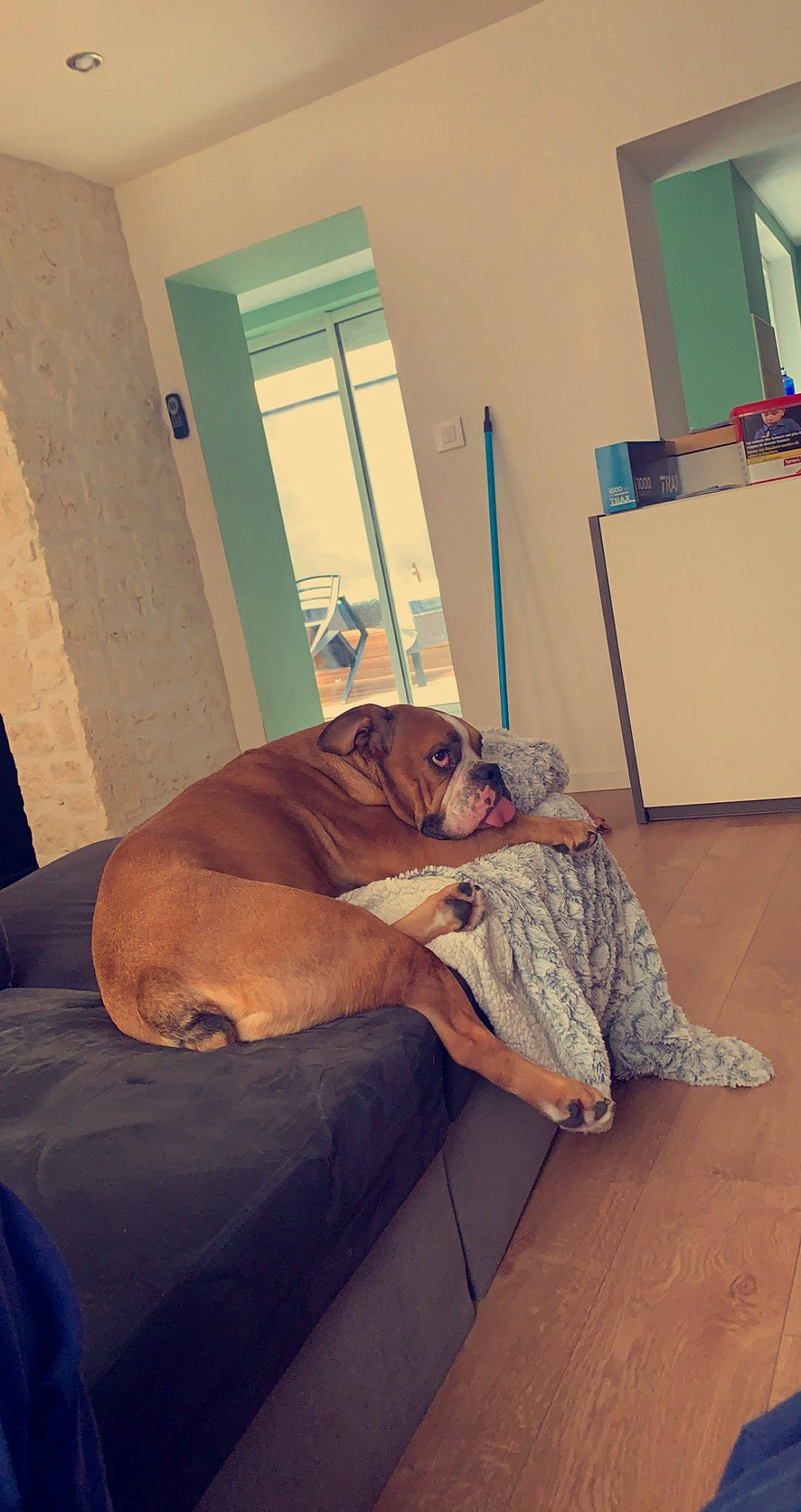 Bouboule participe au concours pour gagner de l'argent avec cette photo : blue, canidae, carnivore, comfort, companion_dog, dog, dog_breed, door, fawn, floor, flooring, hardwood, room, snout, window, window_blind, wood, wood_flooring, working_animal, wrinkle