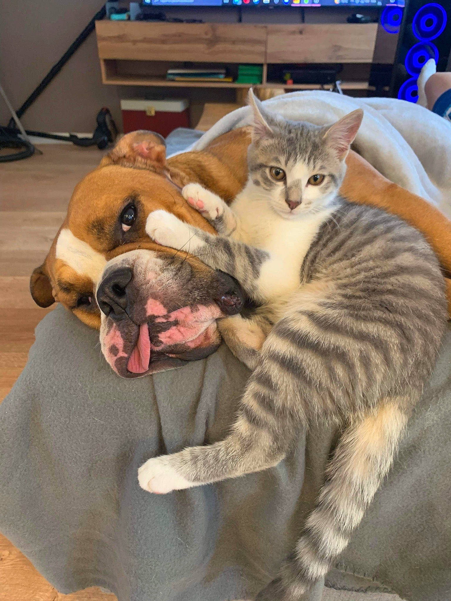 Bouboule participe au concours pour gagner de l'argent avec cette photo : bulldog, carnivore, cat, comfort, companion_dog, couch, dog, domestic_short_haired_cat, fawn, felidae, flooring, fur, lap, paw, small_to_medium_sized_cats, snout, television, whiskers, wood, working_animal