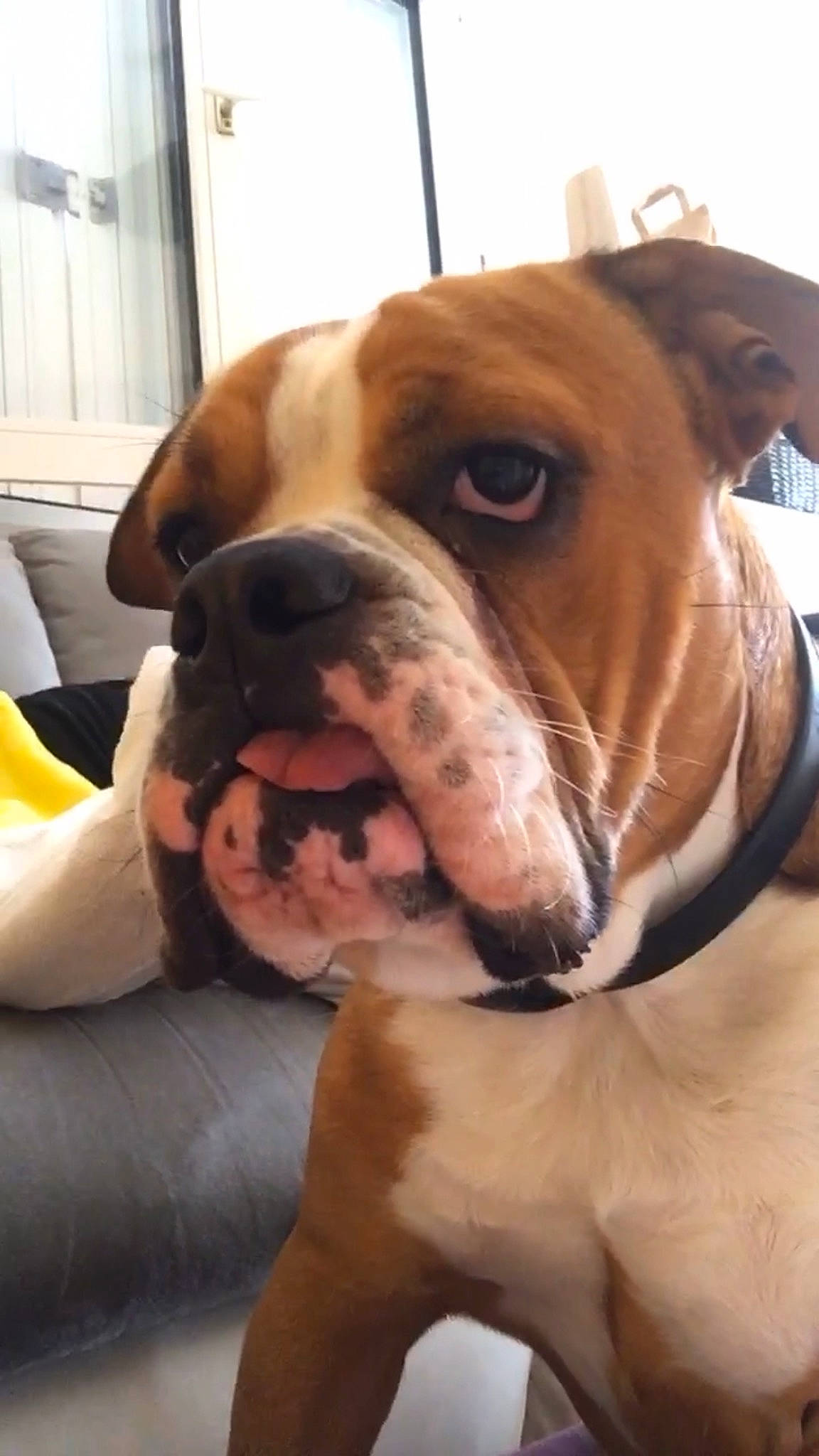 Bouboule a rejoint le concours — aidez-le/la à gagner de superbes lots ! boxer, canidae, carnivore, collar, comfort, companion_dog, dog, dog_breed, dog_collar, dog_supply, ear, fawn, fur, liver, pet_supply, snout, sporting_group, whiskers, working_animal, wrinkle