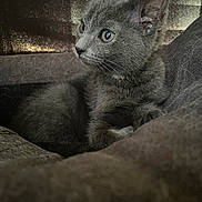 Lily is registered to the contest to win money with this photo: kitten, gray_cat, feline, pet, animal, closeup, side_profile, soft_texture, indoor, cozy, relaxed, whiskers, ears, fur, cute, young_cat, resting, looking_away, home, quiet