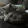 Lily joined the competition — help win amazing prizes! cat, gray_cat, curled_up, sleeping, pet, feline, paw, tail, indoor, soft_fur, cozy, resting, animal, cute, domestic_animal, quiet, relaxed, close_up, furry, whiskers