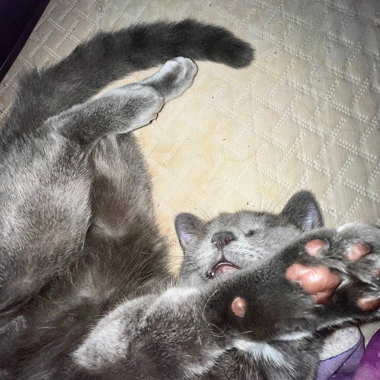 Lily joined the competition — help win amazing prizes! animal, cat, closeup, cozy, cute, feline, furry, gray_cat, indoor, mattress, muzzle, nap, paws, pet, pink_paw_pads, relaxed, sleeping, stretching, textured_surface, whiskers