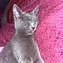Lily is registered to the contest to win money with this photo: cat, gray_cat, sleeping, tongue_out, cozy, blanket, pink_blanket, texture, fur, pet, animal, cute, relaxed, indoor, resting, whiskers, ears, closeup, soft, adorable