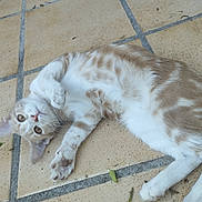 Mamounette participe au concours pour gagner de l'argent avec cette photo : cat, kitten, playing, floor, tiles, pet, animal, fur, white, tan, relaxed, curious, cute, paws, ears, whiskers, outdoor, young, lying, looking