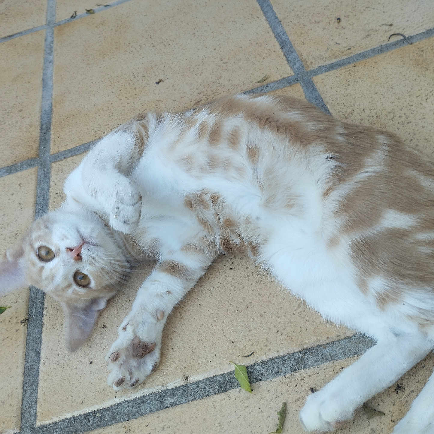 Mamounette participe au concours pour gagner de l'argent avec cette photo : animal, cat, curious, cute, ears, floor, fur, kitten, looking, lying, outdoor, paws, pet, playing, relaxed, tan, tiles, whiskers, white, young