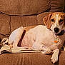 dog, brown_armchair, blanket, indoor, pet, relaxed, collar, tag, canine, comfortable, furniture, cozy, resting, looking_at_camera, white_and_brown_dog, ears, paw, snout, domestic_animal, household