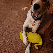 Patches joined the competition — help win amazing prizes! dog, carpet, toy, plush_toy, brown, purple_collar, paw, indoor, pet, playful, animal, mammal, furniture_leg, canine, excited, lying_down, household, domestic, fur, pet_toy