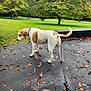 dog, leash, outdoor, grass, tree, autumn, leaves, pet, nature, park, canine, animal, walking, brown_and_white, curious, daytime, background, side_view, pavement, greenery