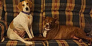 Patches is registered to the contest to win money with this photo: dog, couch, plaid, sitting, lying_down, indoor, pet, collar, brown_dog, white_dog, mixed_breed, furniture, canine, companions, relaxed, domestic_animal, two_dogs, friendly, cute, animal