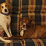 dog, couch, plaid, sitting, lying_down, indoor, pet, collar, brown_dog, white_dog, mixed_breed, furniture, canine, companions, relaxed, domestic_animal, two_dogs, friendly, cute, animal