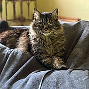 Bear is registered to the contest to win money with this photo: cat, tabby, long_hair, green_eyes, pet, feline, whiskers, paw, tail, fur, cozy, blanket, indoor, portrait, looking_at_camera, relaxed, living_room, furniture, cute, house_pet