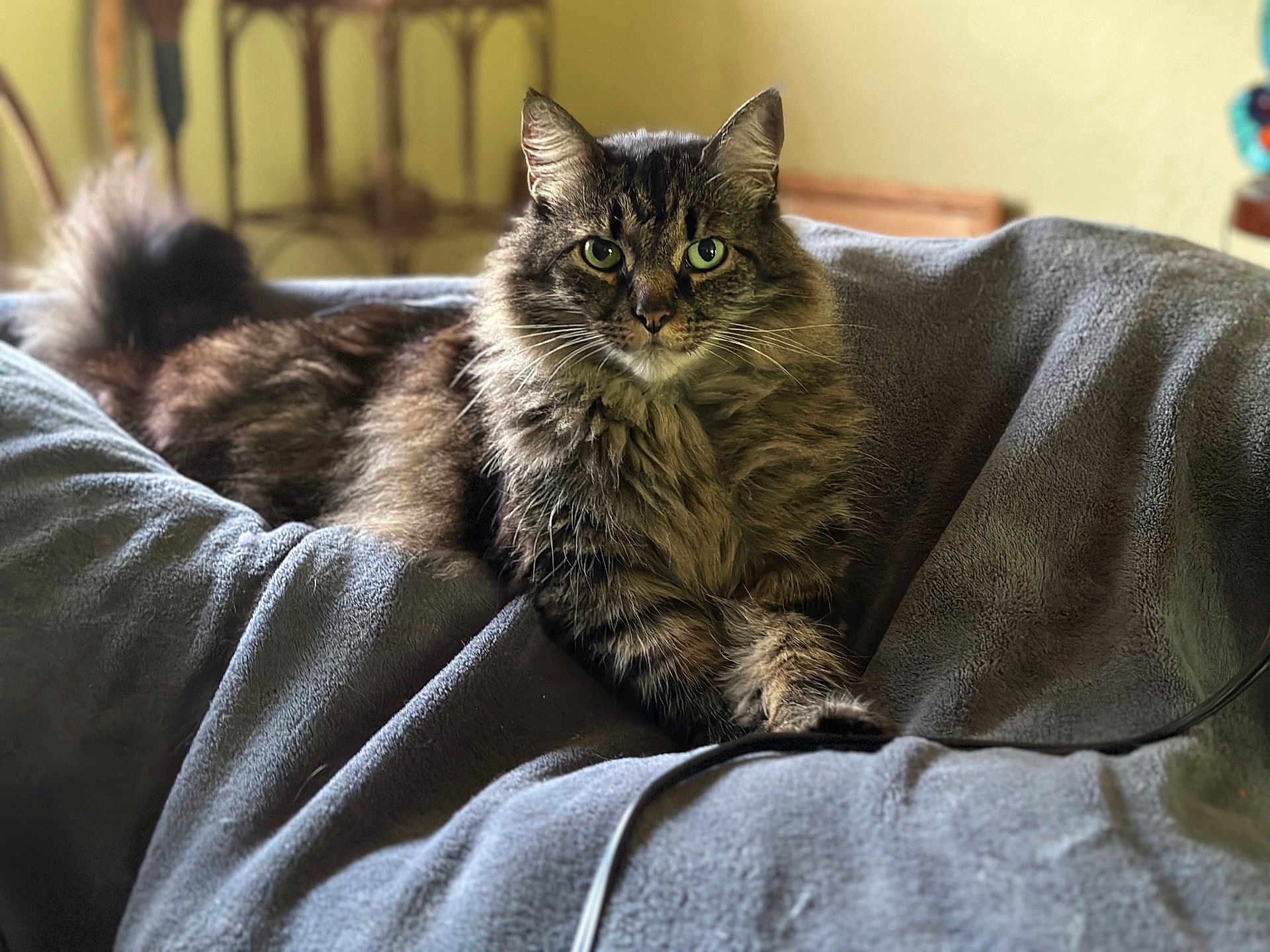 Bear is registered to the contest to win money with this photo: cat, tabby, long_hair, green_eyes, pet, feline, whiskers, paw, tail, fur, cozy, blanket, indoor, portrait, looking_at_camera, relaxed, living_room, furniture, cute, house_pet