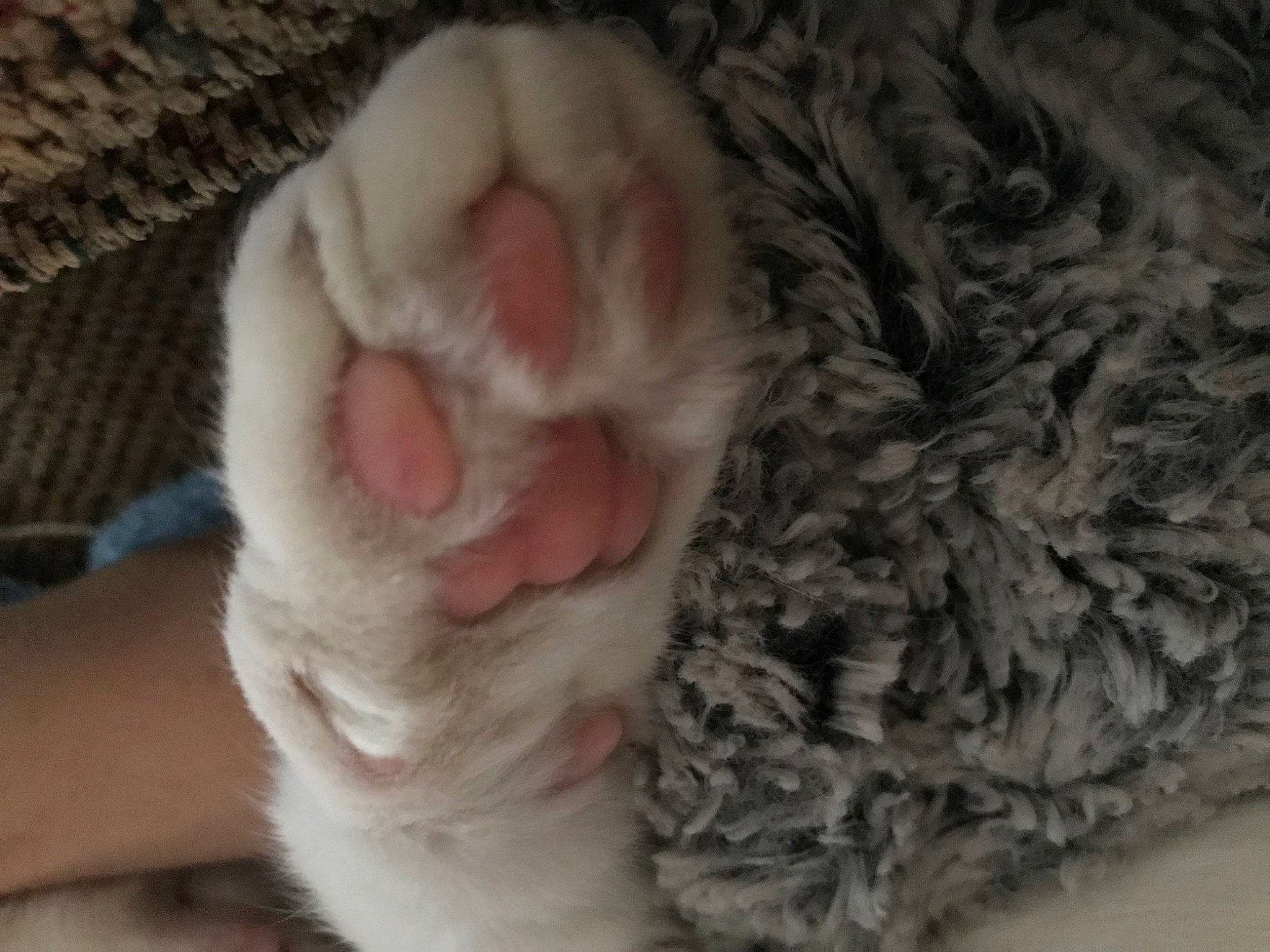 Alistar is registered to the contest to win money with this photo: carnivore, cat, claw, comfort, domestic_short_haired_cat, felidae, fiber, foot, fur, gesture, mammal, nail, paw, small_to_medium_sized_cats, tail, toe, whiskers, wool, woolen, woven_fabric