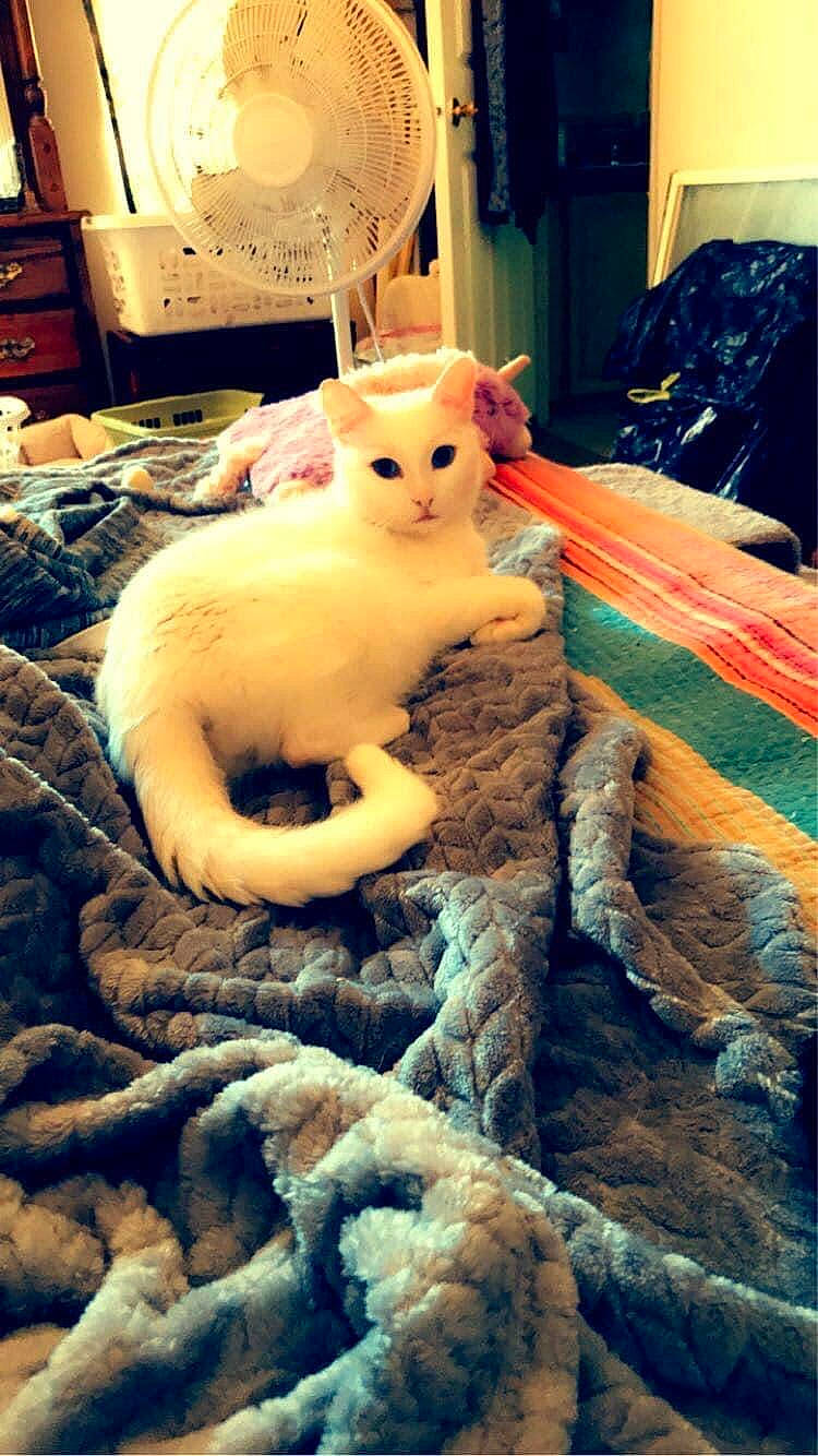 Alistar joined the competition — help win amazing prizes! carnivore, cat, claw, comfort, domestic_short_haired_cat, fawn, felidae, fur, kitchen_appliance, light, linens, paw, room, small_to_medium_sized_cats, tail, terrestrial_animal, whiskers, wood