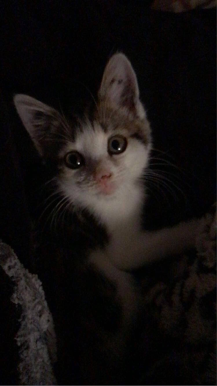 Ruth is registered to the contest to win money with this photo: carnivore, cat, darkness, domestic_short_haired_cat, ear, felidae, fur, paw, small_to_medium_sized_cats, whiskers