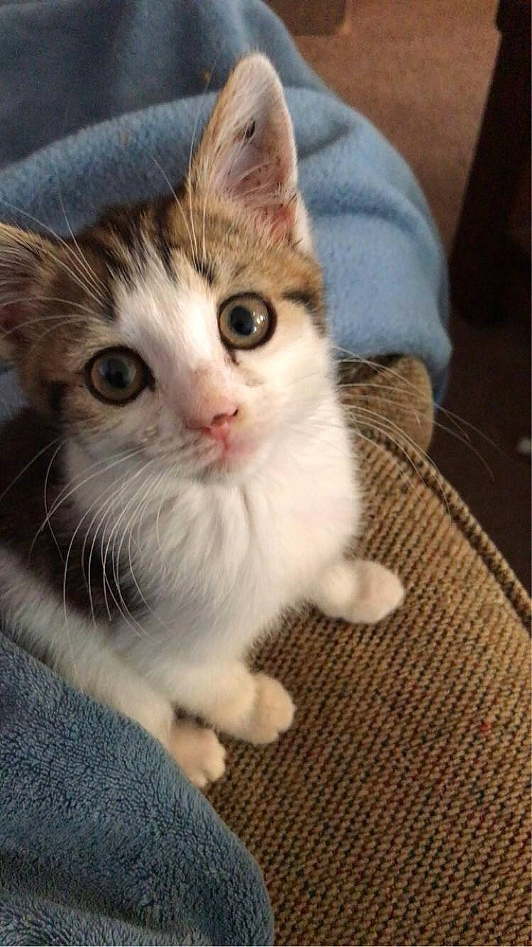 Ruth is registered to the contest to win money with this photo: carnivore, cat, claw, domestic_short_haired_cat, ear, eye, fawn, felidae, foot, fur, head, iris, leg, nose, paw, sitting, small_to_medium_sized_cats, snout, tail, whiskers