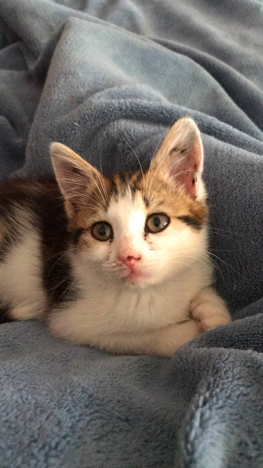 Ruth joined the competition — help win amazing prizes! art, carnivore, cat, claw, comfort, domestic_short_haired_cat, fawn, felidae, foot, fur, nose, paw, small_to_medium_sized_cats, snout, tail, toe, whiskers