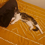 Tina participe au concours pour gagner de l'argent avec cette photo : cat, tabby, bed, pillow, yellow_bedspread, indoor, resting, relaxed, feline, striped, white_paws, fur, sleepy, domestic_animal, cozy, patterned_bedspread, pet, animal, home, comfortable