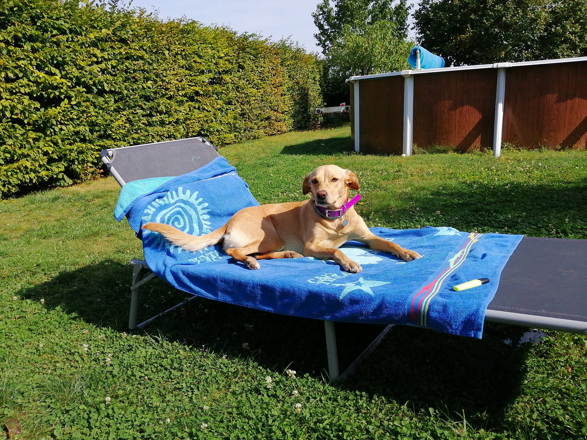 Ama a rejoint le concours — aidez-le/la à gagner de superbes lots ! carnivore, chair, comfort, companion_dog, dog, dog_breed, fawn, grass, lawn, leisure, outdoor_furniture, outdoor_sofa, plant, recreation, shade, sky, sporting_group, summer, sunlounger, tree