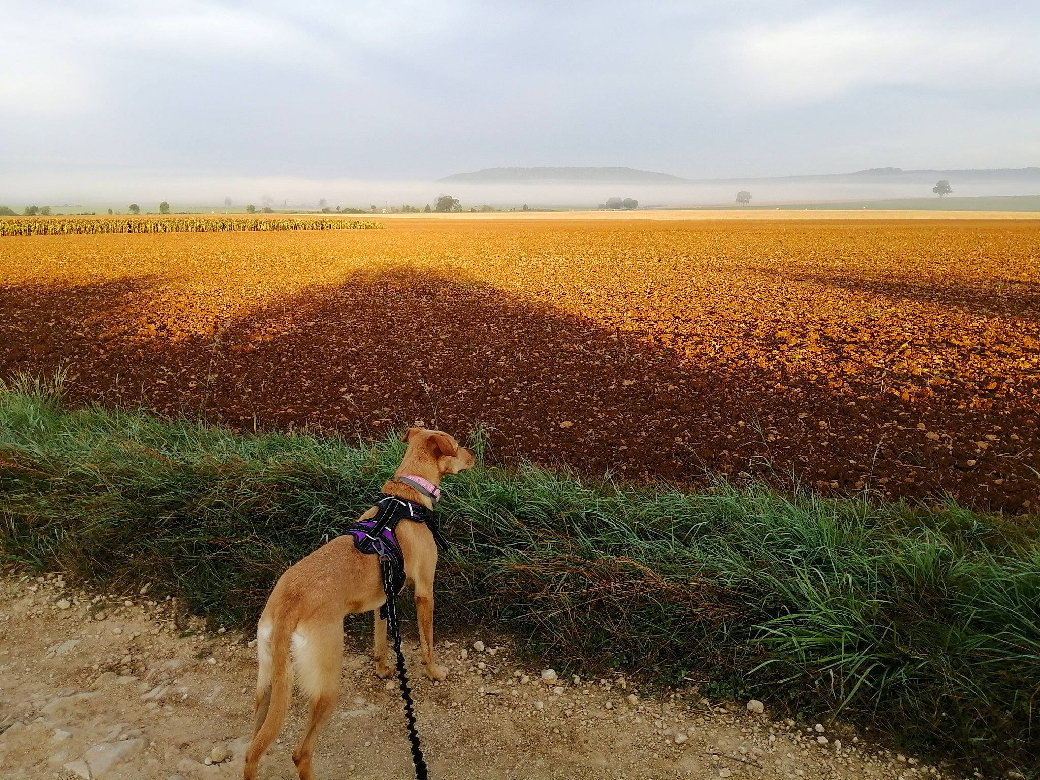 Ama a rejoint le concours — aidez-le/la à gagner de superbes lots ! agriculture, carnivore, cloud, collar, dog, dog_breed, ecoregion, fawn, grass, grass_family, grassland, horizon, landscape, people_in_nature, plain, plant, prairie, sky, soil, working_animal